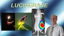 Luciferase